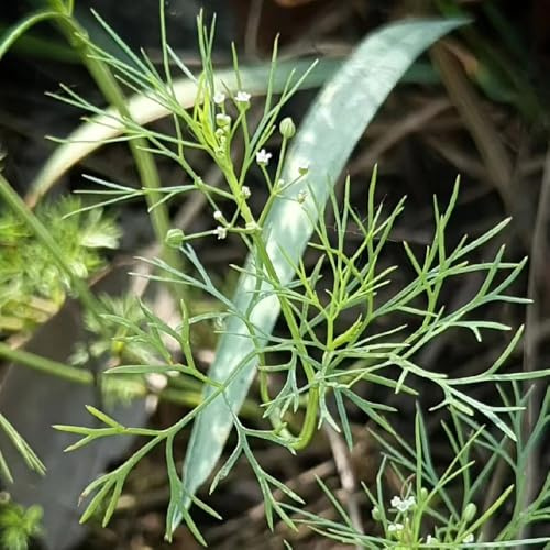 cerfoglio aromatiche invernali vegetali aromatiche da giardino organiche per la copertura del terreno varietà di tradizionali, selvatiche 250semi