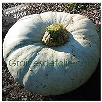 Zucchina biologica Blu Ungheria Semi di zucca:grani