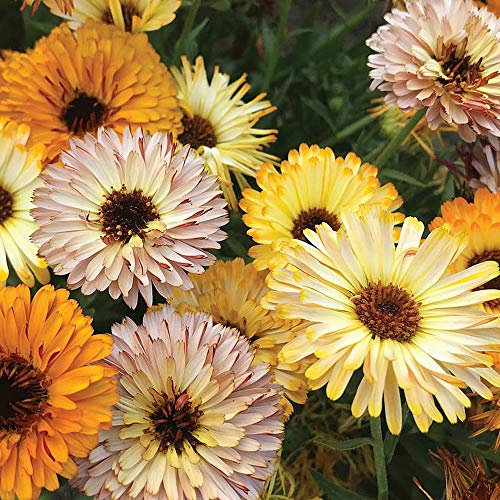 Calendula officinalis ‘Playtime Mix’ (English Marigold, Marigold, Pot Marigold) Hardy Annual 1 Packet (75 Seeds) by Thompson and Morgan