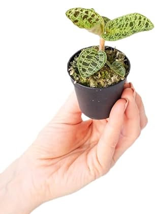 PLNTS - Baby Jewel Orchid Macodes Petola - Zimmerpflanze - Echte Pflanzen für Drinnen - 6cm Topf - Höhe 10cm