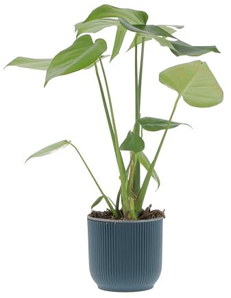 KENTIS - Monstera Deliciosa - Pianta Vera da Interno Resistente - Piante da Appartamento Purifica Aria - Ornamentale - H 45-55 cm Vaso Ø 14 cm