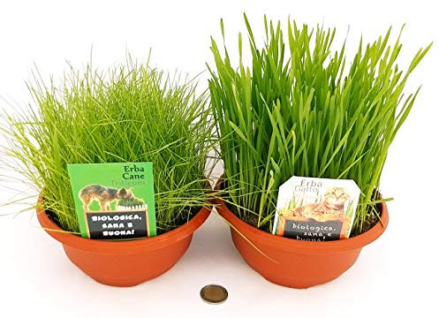 ERBA GATTA ed ERBA CANE BIOLOGICA, pronte per l'uso, piante vera