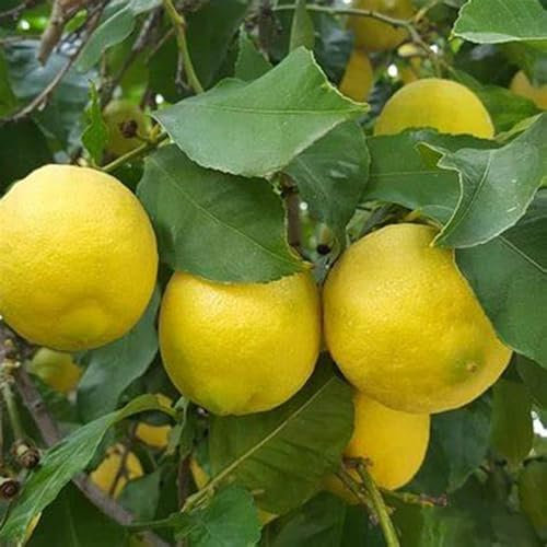 Zitronenbaum-Wurzelstock - Winterharte Zitruspflanzen für den deutschen Garten-5 Wurzelstock