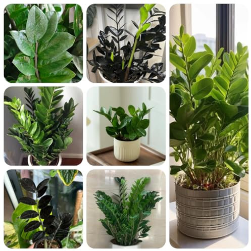 glücksfeder kaufen samen, bonsai, pflanzen samen indoor deko wohnzimmer, seeds zimmerpflanzen, pflanzen für garten zimmerpflanze, exotische pflanzen samen bonsai samen, winterharte 200pcs