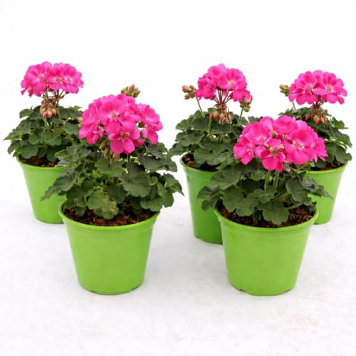POWERS TO FLOWERS - GERANIO ZONALE HERCULES, PELARGONIUM, 5 PIANTE VASO 14 FUXIA, piante vere