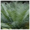 Sago Palm zwiebeln,winterharte pflanzen,Blumenzwiebeln Mehrjährig Winterhart,japanischer sagopalmfarn,sagopalmfarn,Sago palm pflanzen winterhart,Cycas Revoluta,Sago Palm.-greenI-5zwiebeln
