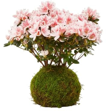 Kokedama Natural de Rododendro Azalea | Planta Viva Interior Decorativa DECOALIVE
