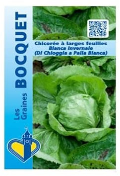 Sachet de graines de Chicorée à large feuille Bianca Invernale - 3 g - légume feuille - LES GRAINES BOCQUET