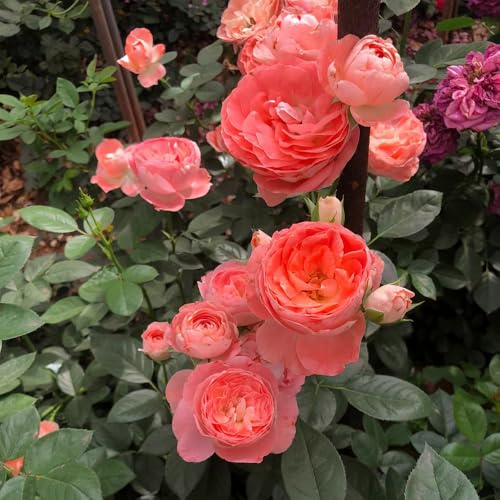 rosal - Rosa chinensis - en de balcón trepadoras jardín de en el balcón Parterres elevados el jardín invernadero interior 750semillas