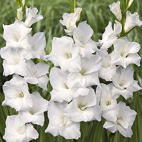 Gladiolus Large Flowers – Bunch of Blushy Blooms – Perennial – Summer Flowering Bulbs – for Your Beautiful Garden (10 x Gladiolus Large Flowering White)