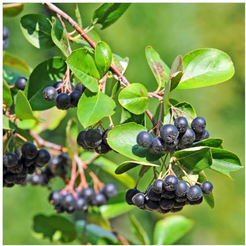 10 Aronia Melanocarpa Fruit Bushes 2ft 'Superfood with Antioxidants' Chokeberry 3fatpigs®