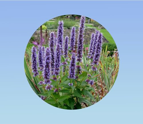 900 graines de Agastache Rugosa - Agastache Menthe - Menthe Coréenne