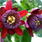 XQxiqi689sy 50 Piezas/Bolsa De Semillas De Flores Son Hermosas Y Prolíficas, Ecológicas, Excelente Producción, Plantación De Semillas De Pasiflora Rojo Semillas de Flor de la pasión