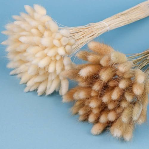 120 Pcs Trockenblumen Klein Pampasgras, 45 cm Natürliche Lagurus Getrocknet Blumen Getrocknetes Schilfgras für Hochzeit Hause Party Wedding Büro Fotografie Vase Deko Weiss Braun