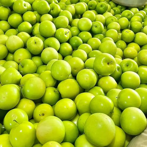 semi di palma da dattero, giuggiole, luoghi soleggiati rare da appartamento, vecchie 100pcs
