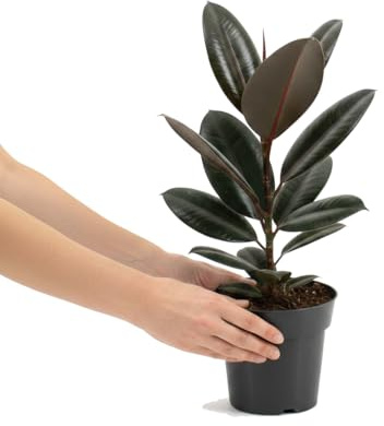 DECOALIVE Ficus Abidjan Ficus Elastica Abidjan Maceta 14 cm Altura 40 cm Planta Natural para Casa