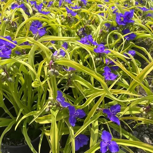 Semillas de Tradescantia - cocina, balcón de silvestres perennes resistentes de primavera, resistentes 150pcs