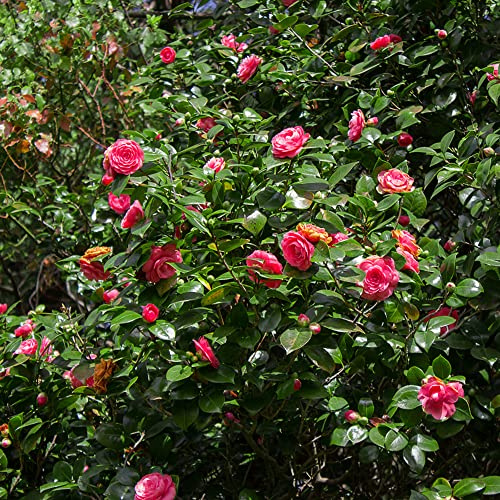 camelia comprar semillas de bonsái silvestres de balcón semillas silvestres, siembra otoño verano interior exóticas parterre en el balcón reverdecimiento 45pcs