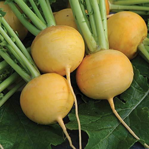 Turnip Seeds 'Golden Ball' Hardy Annual Vegetable Garden Plants Easy to Grow Your Own at Home 1 Packet (1000 Seeds) by Thompson and Morgan