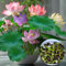 Lotusblume Samen, White Lotus- 30 Stücke Farben Mischen, Lotosblumensamen für Wasser Bonsai, Aquarium Pflanzen, Wasserpflanzen Teichpflanzen Miniteich, Zimmerpflanzen Blumensamen Geschenk