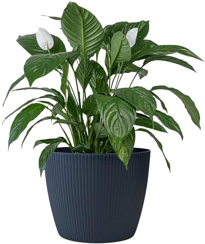 KONZEPT - Vaso da fiori grande, antracite, struttura scanalata, 30 cm, vasi per piante da interno, in plastica, ideale per soggiorno, cucina e balcone