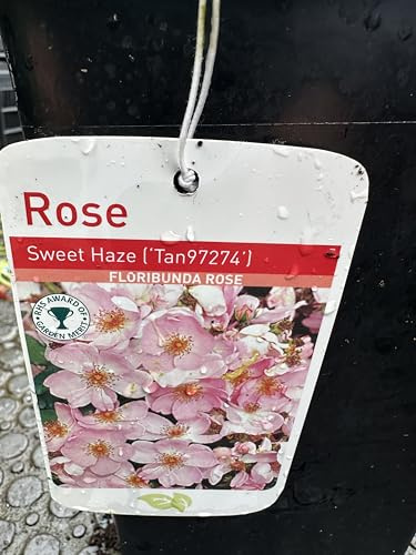 GARTHWAITE NURSERIES® : - Sweet Haze Floribunda Rose, 2 Litre Potted Perennial Plant