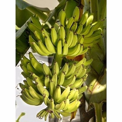 50 semi di banana - Zwergbanane, Musa acuminata