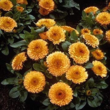 vegherb Marigold Abricot Graines de Fleurs (Tagetes erecta) 50 + Graines