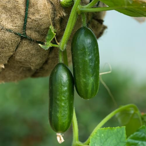 PREMIER SEEDS DIRECT - Cucumber Seeds - MINI Munch - 5 Seeds