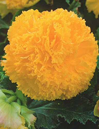 Begonien Fimbriata gefranste gefüllte in gelb Knollenbegonien Blumenzwiebeln (5 Blumenzwiebeln)