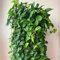 300 pcs efeutute samen - topfpflanzen draußen winterhart Epipremnum aureum,winterharte kübelpflanzen pflanzenkübel pflanzendeko gartenarbeit exotische pflanzen