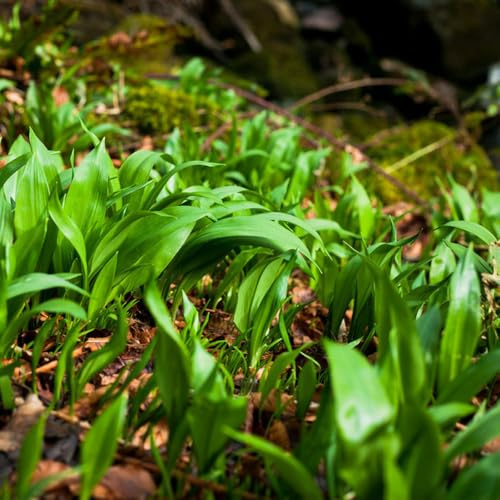 Aglio orsino - Allium ursinum - d'appartamento rare semi di per balcone medicinali varietà di tradizionali selvatiche per giardino 60semi