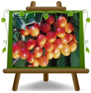EURO PLANTS VIVAI Ciliegio Dolce Napoleon Alberi da Frutto Altezza 150~170 cm Età 2 Anni Vaso ø 20 cm