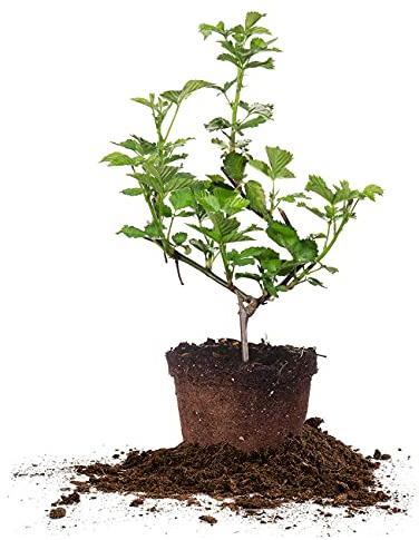 Perfect Plants Natchez Thornless BlackBerry Bush 1 Gal. Pot Extremely Adaptable Large Firm Berries