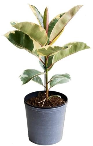 Ficus Elastica Variegata Natural Planta de Interior o Exterior con Hojas Grandes