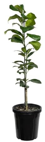 Limonero Natural Árbol Productor de Limones Frescura y Vitalidad en tu Patio