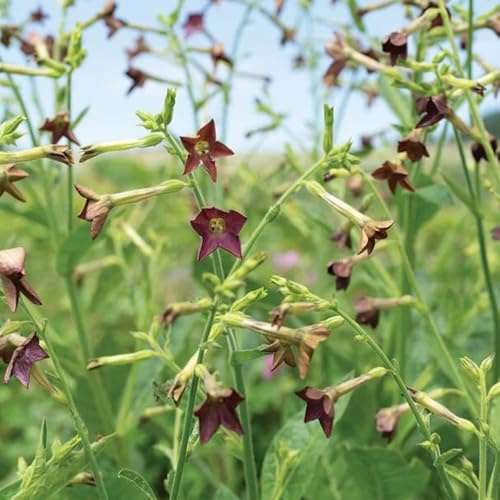 Semillas de tabaco ornamentales - de primavera comprar semillas reales cortadas oficina Cobertura resistente 100pcs