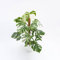 Pianta vera di Monstera deliciosa Albo Variegata - Diametro Vaso Ø 17 cm