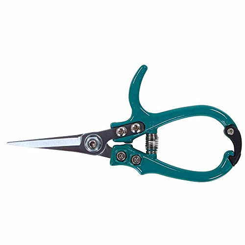 Siena Garden cg2090 Floristas Tijeras, Turquesa, 16,9 x 8,3 x 1,8 cm