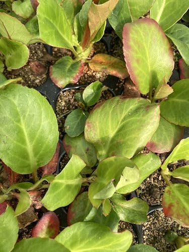 3 x Bergenia (2cm Young Plant) Bergenia cordifolia (Free UK Postage)