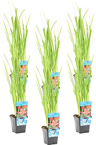 Bloomique - Lot de 6 - Schizostylis 'Mrs Hegarty' - Lis des Cafres rose - Glaïeul des marais - Plantes de bassin - Plantes aquatiques - Résistante au gel - 10-20 cm de haut - Pot 9 cm