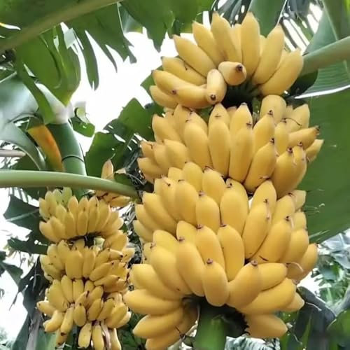 bananenpflanze winterhart bananenbaum samen, sapote frucht, winterharte kübelpflanzen bananen bananensamen, bäume garten winterhart, obst samen bonsai baum, balkonpflanzen winterhart 50pcs