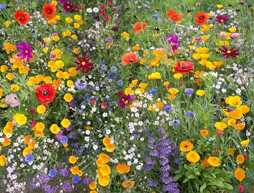 1KG Wildflower Seed Attracts Bees & Butterfly No Grass Pure Genuine Mix Annual Meadow Certified