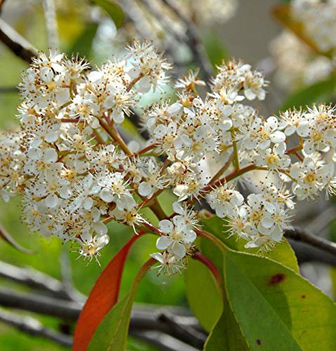 Glanzmispel Carre Rouge 30-40cm - Photinia fraseri