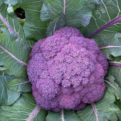 cavolfiore semi giardino broccoli giardino decorazione 550pcs