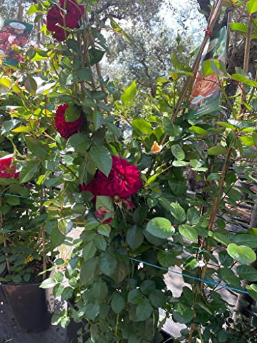 ROSA MEILLAND RAMPICANTE v 21 110 cm in fiore bocciolo grande ROSSA