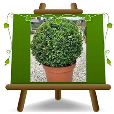 EURO PLANTS VIVAI Bosso Buxus Pumila à boule Plante de haie basse - sur pot de 24 - couronne 40 cm