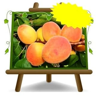 EURO PLANTS VIVAI Albicocco Reale d'Imola - Altezza 180~200 cm - Età 4 Anni Vaso 26 cm