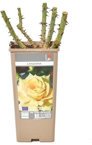 Rosal Pie Bajo Amarillo Planta de Exterior con Flores Grandes y Amarillas