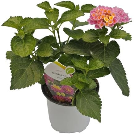 Lantana Camara La Planta Natural Ideal para Darle un Toque Vibrante a Tu Terraza